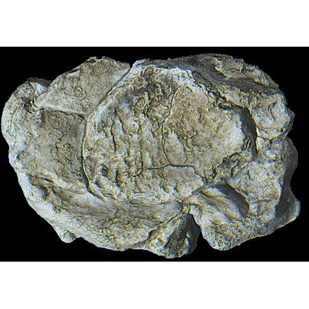 Rock Mold, Wind Rock