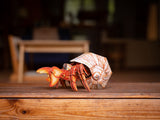 Hermit Crab 3D Puzzle, Bring Nature Home