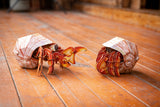 Hermit Crab 3D Puzzle, Bring Nature Home