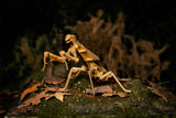 Dead Leaf Mantis 3D Puzzle, Bring Nature Home