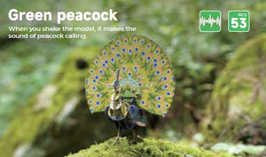 Voices of Nature, Green Peacock